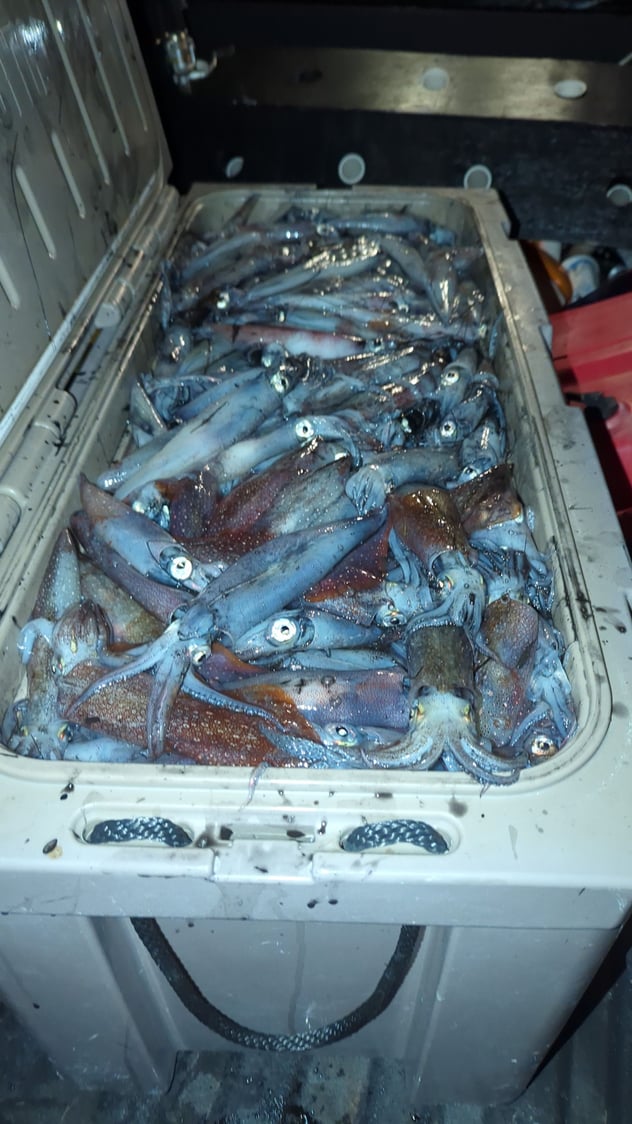 Longfin Squid Run - The Hull Truth - Boating and Fishing Forum