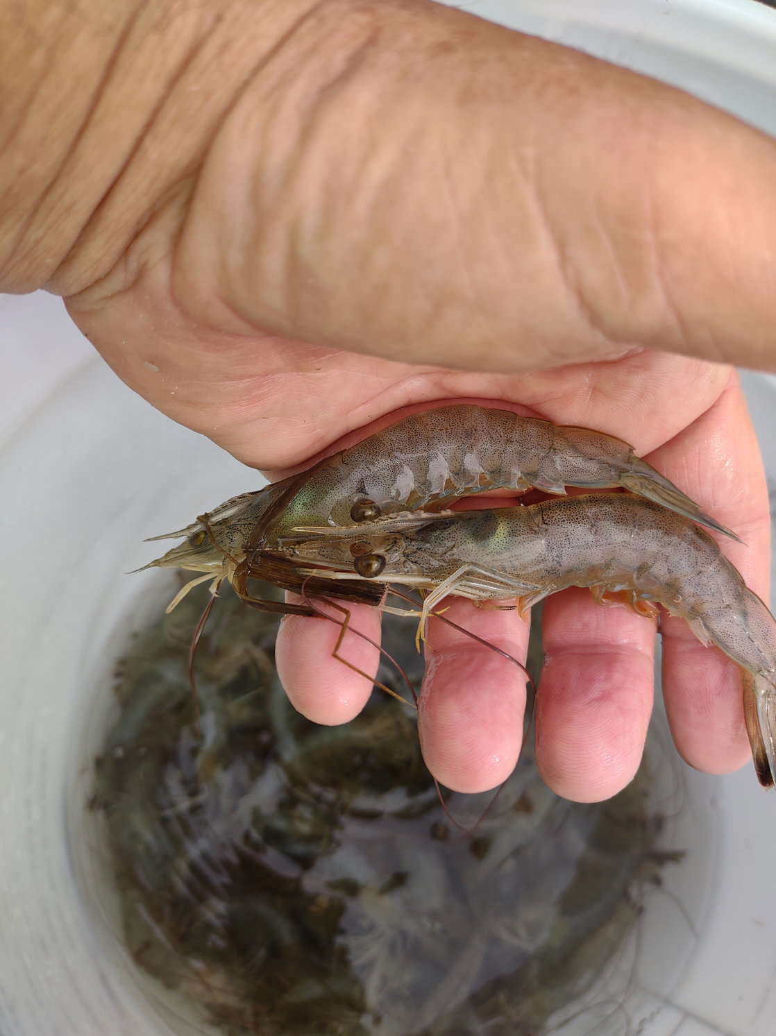Shrimp - The Hull Truth - Boating and Fishing Forum