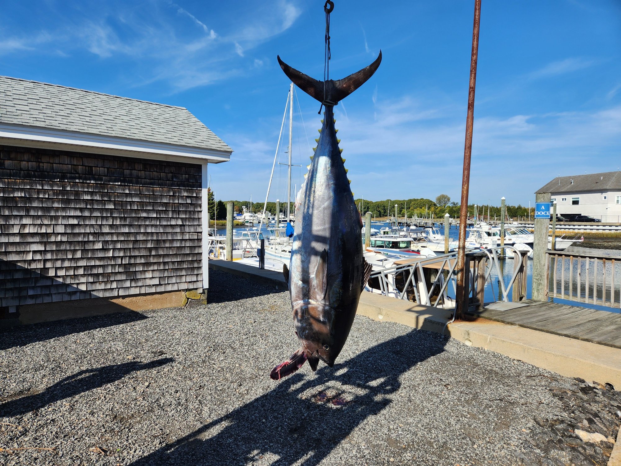 2022 Block Island Tuna Page 14 The Hull Truth Boating and Fishing