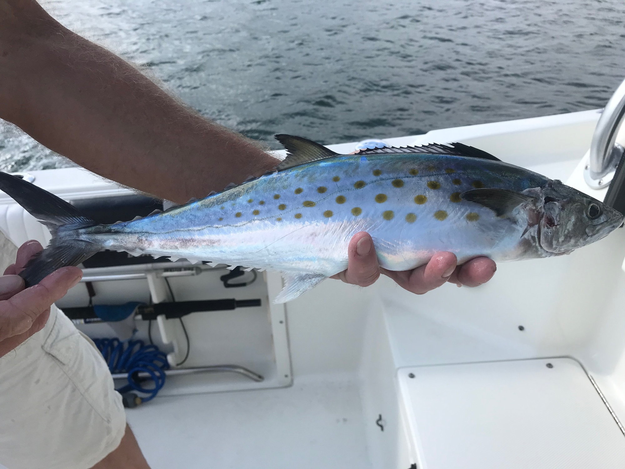 Atlantic Mackerel in Long Island sound : r/kayakfishing