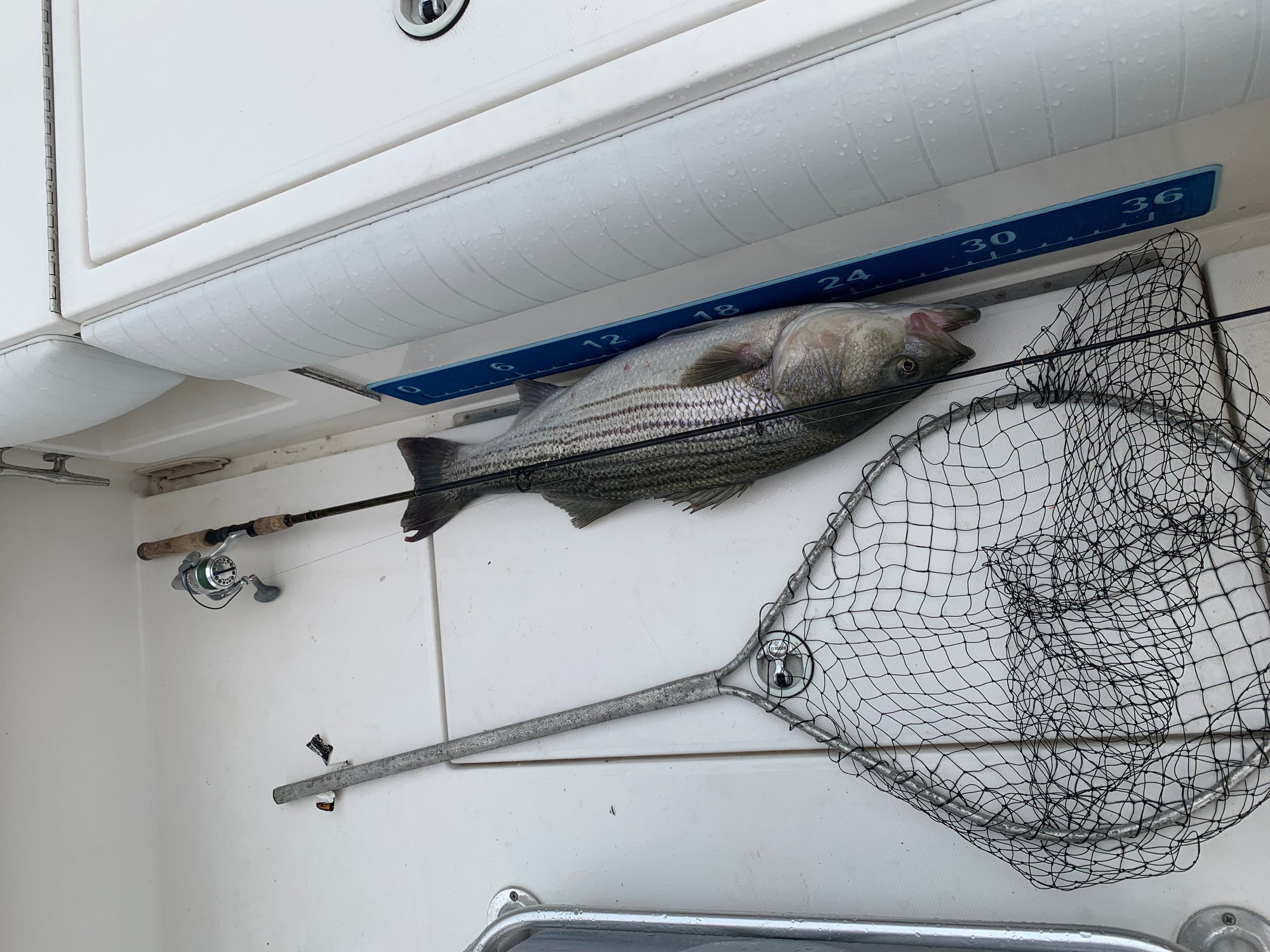 Fish venting tools - Page 2 - The Hull Truth - Boating and Fishing Forum