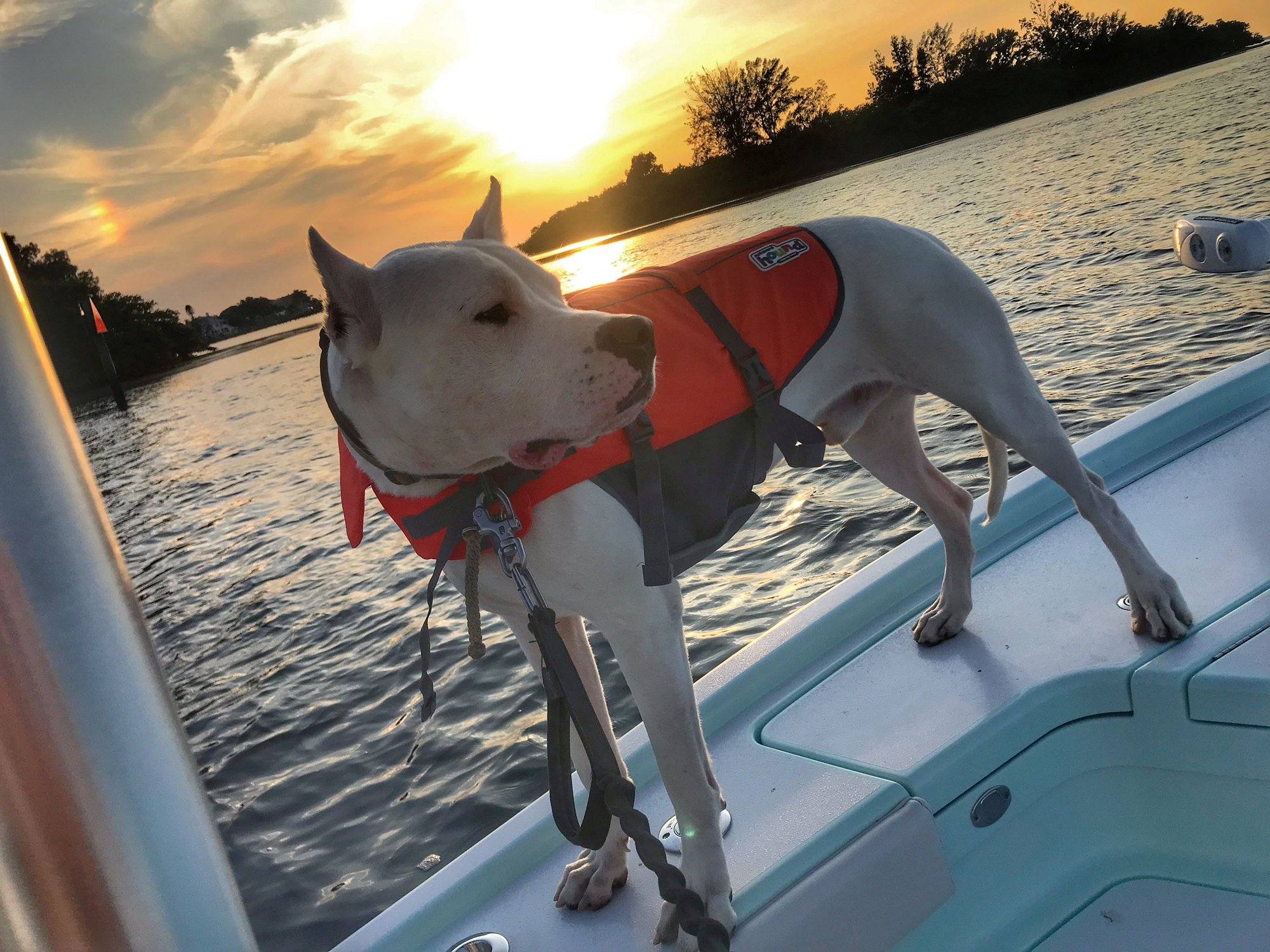 Dogs on boats Page 4 The Hull Truth Boating and Fishing Forum
