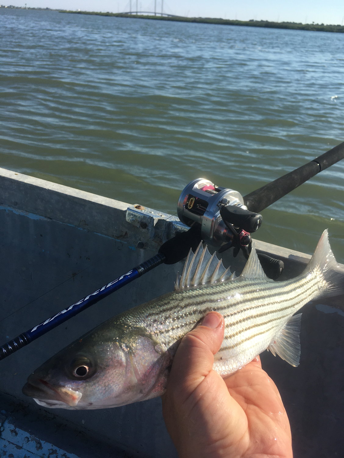 The Lightweight Bucktail: Top Tips For Back Bay Stripers - The