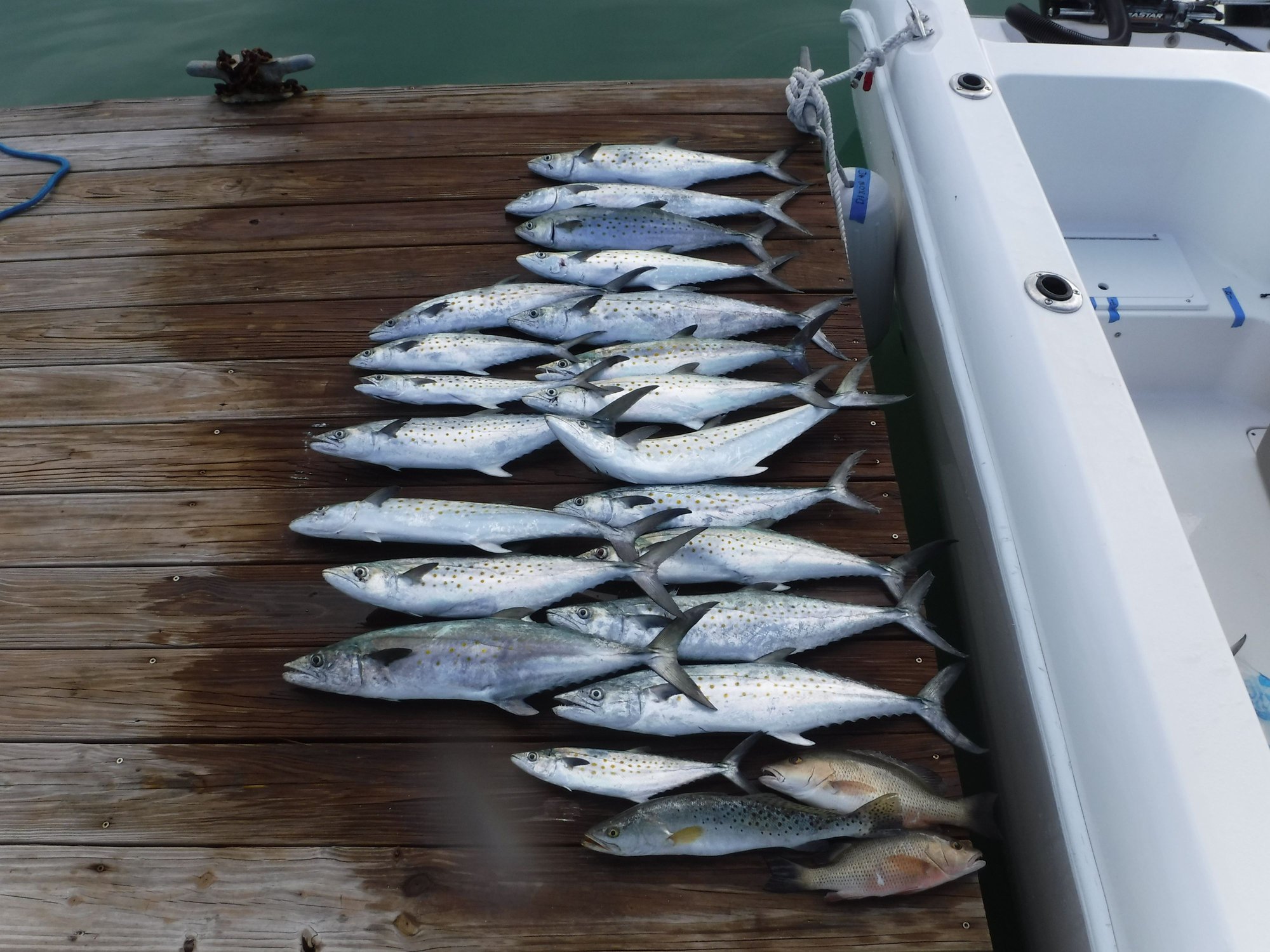 Best Pinfish trap - The Hull Truth - Boating and Fishing Forum