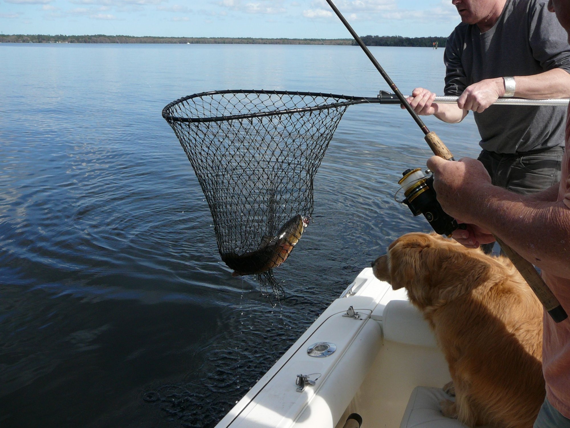Dogs and boats The Hull Truth Boating and Fishing Forum