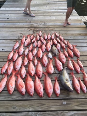 How to catch mingos?  Pensacola Fishing Forum