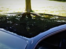 The tree in the background reflecting in the paint.