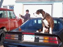 My Pitty Thor watchin Lee work on his Scout 2 from the tail of the 87 camaro
