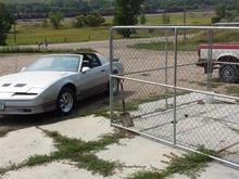 the trans am and susie the nicest pit on the planet she would lick you to death