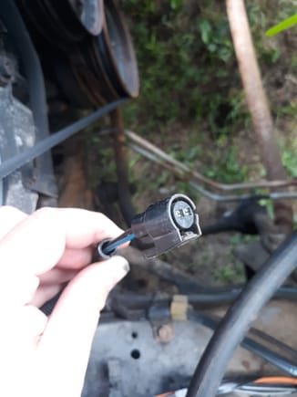 This is a black wire and a blue wire, up by the alternator, battery, radiator fan area.