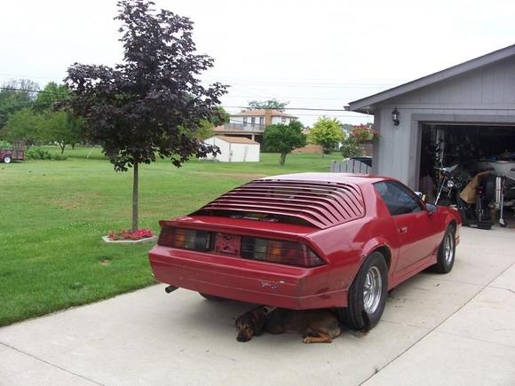 my dog laying under the camaro for shade