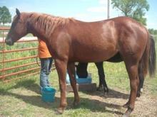 Cascade 3yrs old