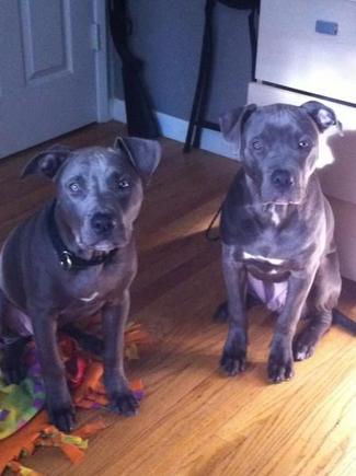 My two blue pitts, Axel &amp; Hoover