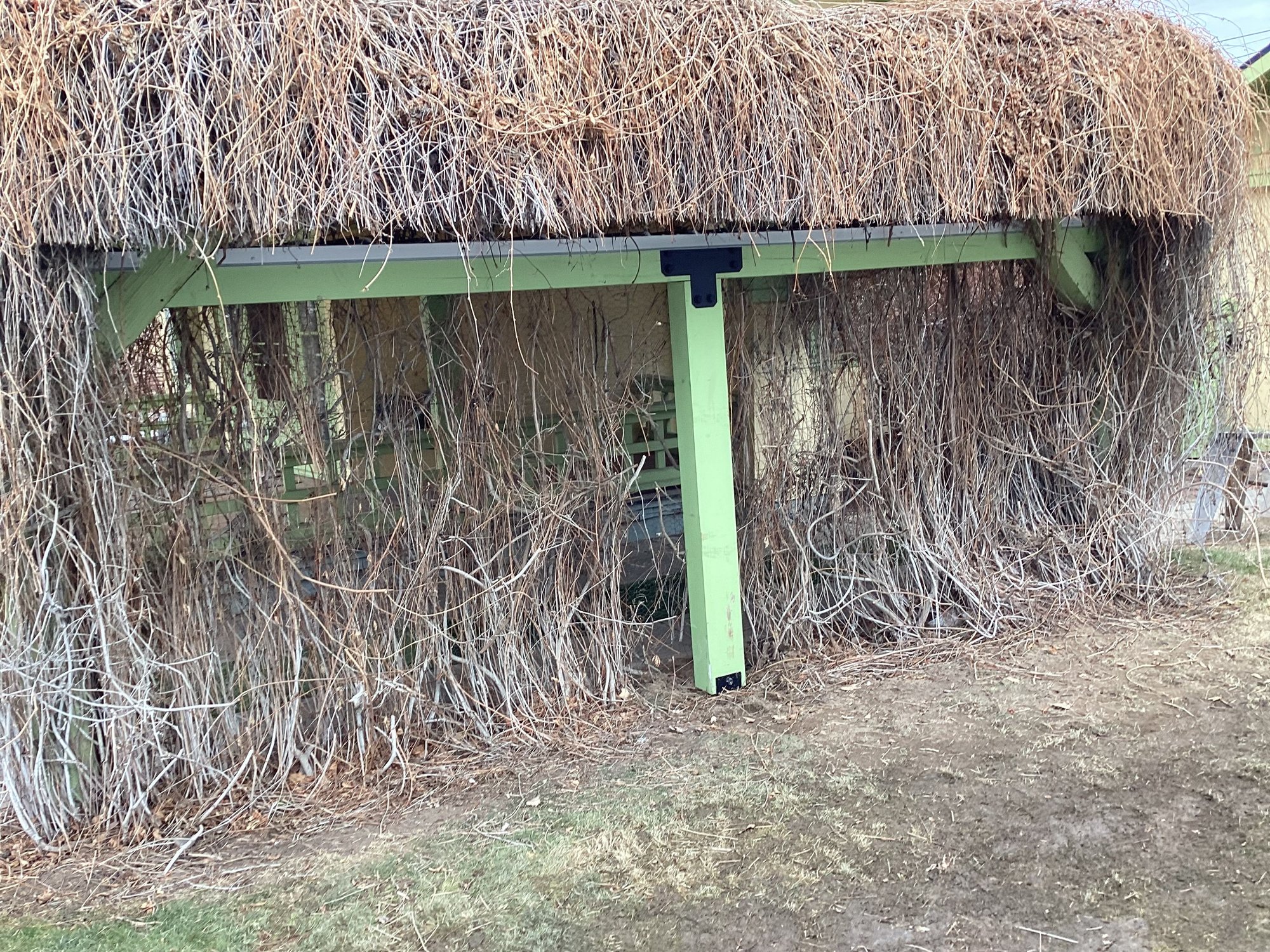 This is one of the main support beams for the extra roof along with a support post. They�re both 6 x 8 Doug Firs. Had to take a hedge trimmer to the side just to clear out enough creeper to work.