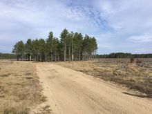 one clump of trees in the midst of a big patch cut