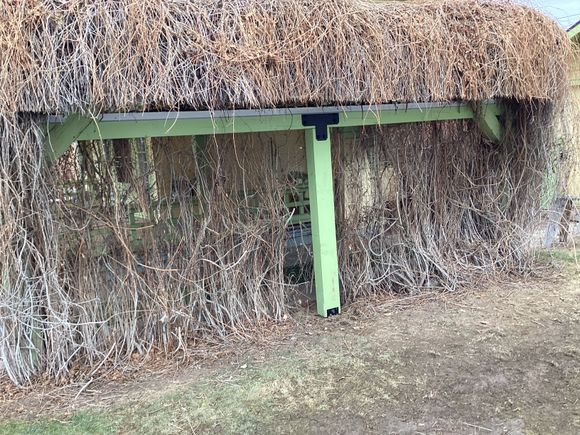 This is one of the main support beams for the extra roof along with a support post. They’re both 6 x 8 Doug Firs. Had to take a hedge trimmer to the side just to clear out enough creeper to work.