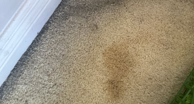 Carpet needs to be replaced
