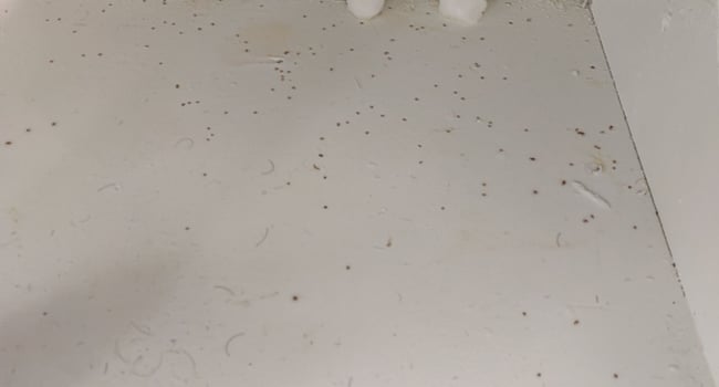 Ants under my bathroom cabinets
