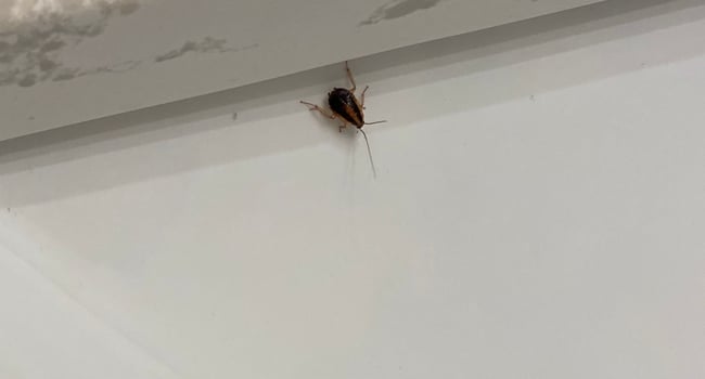 A Roach